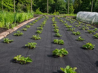 Gruba agrowłóknina 50g 1,5m x 50m antchwastowa mata ściółkująca czarna