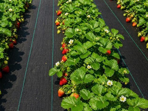 Gruba agrowłóknina agrotkanina 70g 1x30m antchwastowa agrotkanina czarna