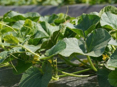 Gruba agrowłóknina czarna 50g 1x30m otulina antychwastowa mata ściółkująca
