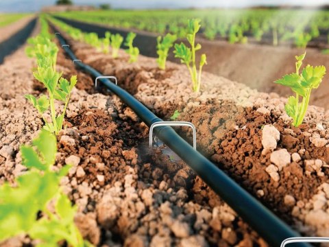 Szpilki do mocowania agrowłówkniny agrotkaniny kołki 10szt 15cm DIVODV