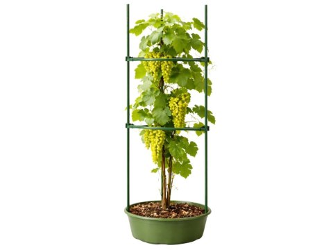 Tyczka podpora do roślin trójkątna 60 cm stabilna ogród działka DIVODV